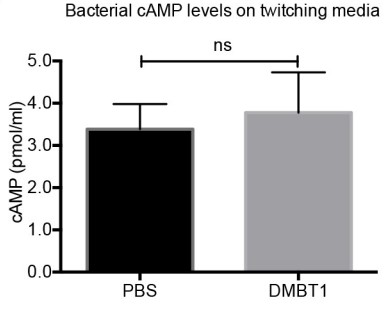 CyclicAMP levels of P. aeruginosa PAO1 treated with DMBT1.jpg